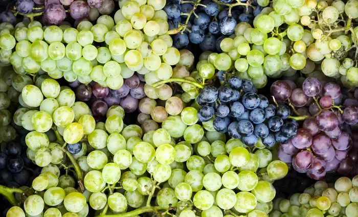 Μ. Ζαμπάρτας: «Σταγόνα στον ωκεανό» οι αποζημιώσεις για οινοποιήσιμα σταφύλια