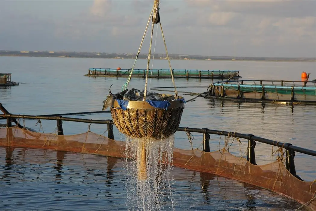 Δημιουργία app για smartphones από το Τμ. Αλιείας 