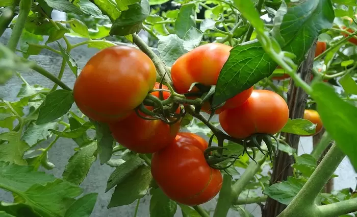 Μαρόκο και Τουρκία πιέζουν την ισπανική ντομάτα