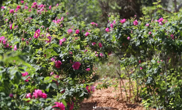 Πόσα τριαντάφυλλα χρειάζονται για ένα κιλό ροδέλαιο