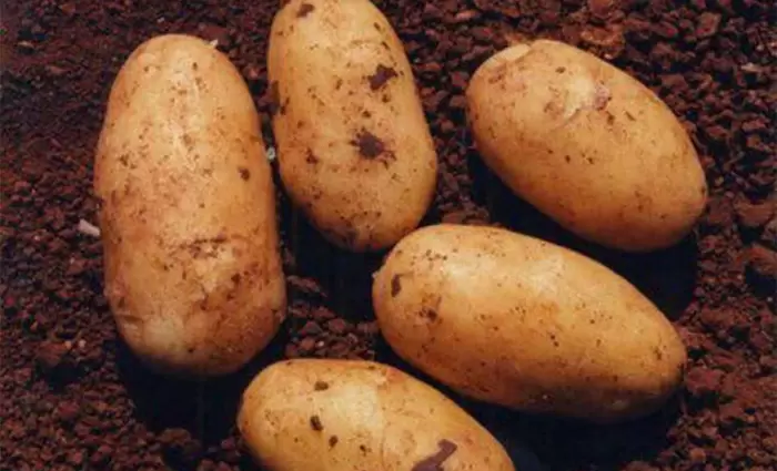 Προστασία κυπριακής πατάτας στην ελληνική αγορά