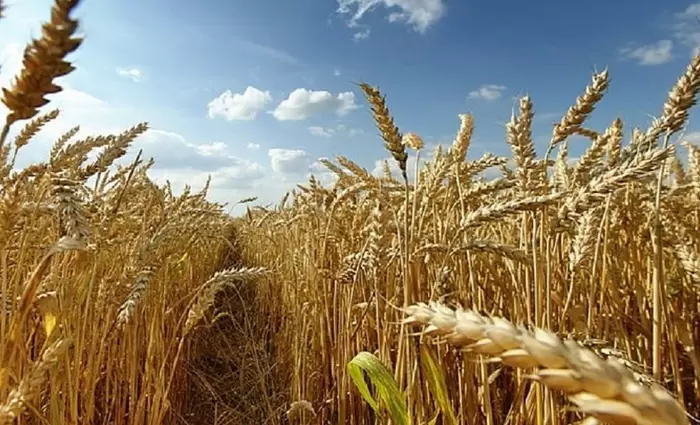 Σχέδιο εξαγωγής σιτηρών από τη Ζαπορίζια