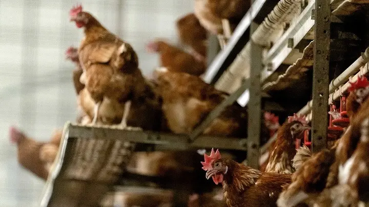 Δανία: Θανάτωση 25.000 κοτόπουλων λόγω γρίπης πτηνών
