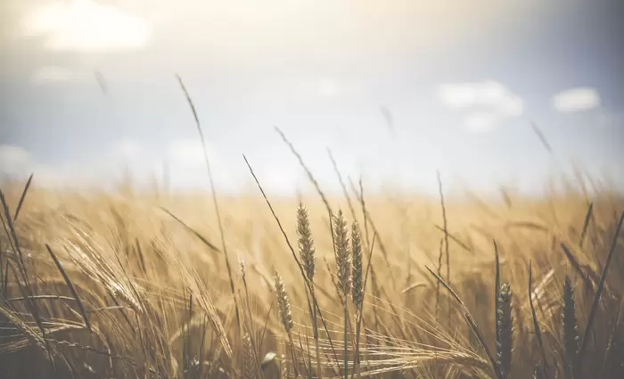 Ολοκληρώθηκαν οι πληρωμές για έκτακτη εκταρική ενίσχυση γεωργών
