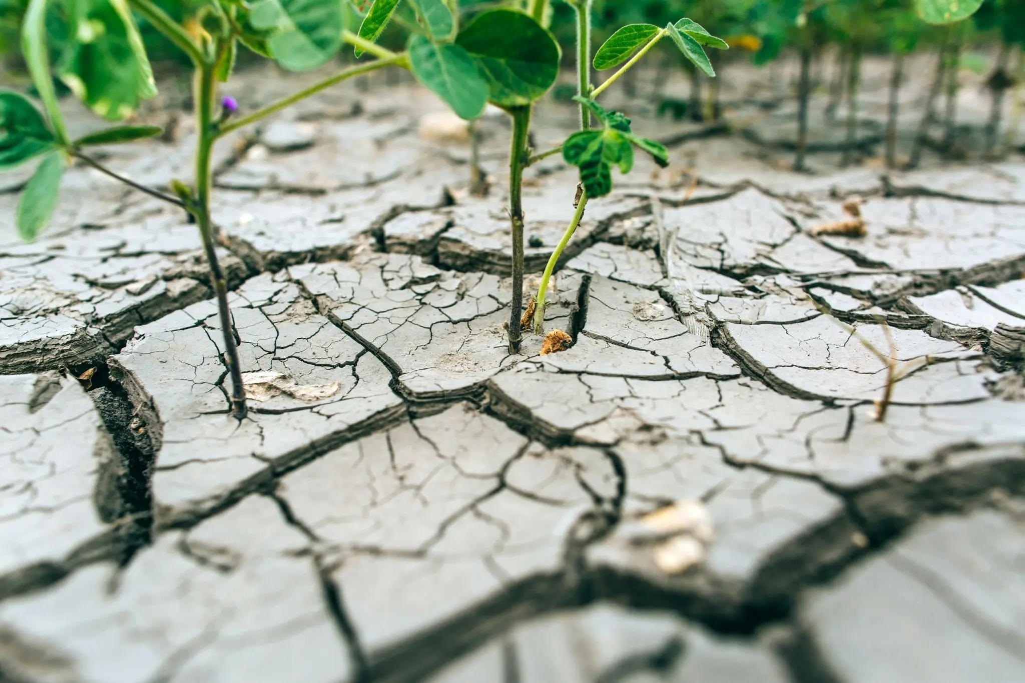 Ξηρασία επικρατεί σε πάνω από το 50 % σε Ευρώπη και Μεσόγειο