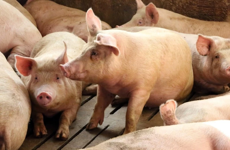 Επιβεβαιώθηκε κρούσμα αφθώδους πυρετού σε χοιροστάσιο στη Λευκωσία