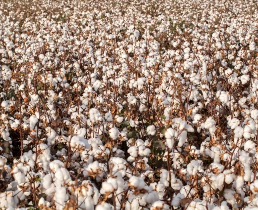 Στροφή 180 μοιρών από τους επενδυτές για το βαμβάκι - «Ταύροι» για πρώτη φορά έπειτα από 2 χρόνια