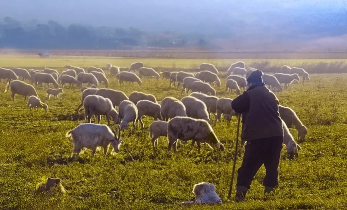 Χαλάρωση πρωτοκόλλου για θανατώσεις ζώων ζητούν αγροτικές οργανώσεις από Χριστοδουλίδη
