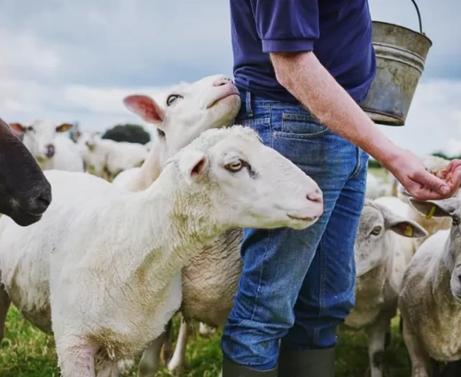 Η κινητοποίηση των κτηνοτρόφων θα εξαρτηθεί από τη συνάντηση με το Υπ. Γεωργίας