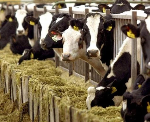 Αγελαδοτρόφοι: Ανάγκη ενίσχυσης επιτήρησης της Πράσινης Γραμμής